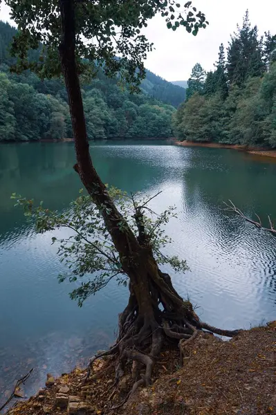 Arbres Dans Lac Dans Montagne Couleurs Vertes Dans Nature Bilbao — Photo