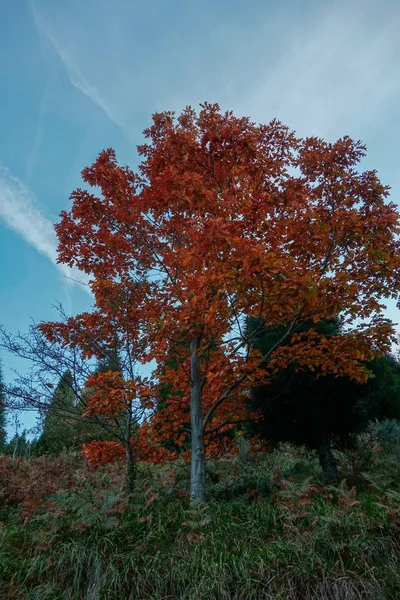Árvore Com Cores Outono Natureza Temporada Outono — Fotografia de Stock