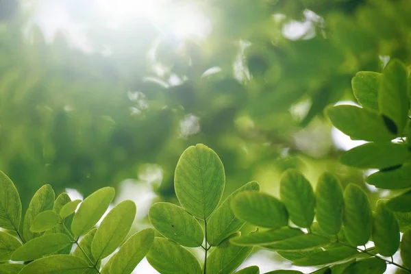 Зеленые Листья Деревьев Солнечный Свет Природе Зеленый Фон — стоковое фото