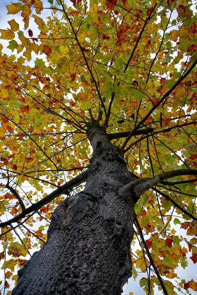 가을이 과같은 색깔의 나무를 심는다 — 스톡 사진