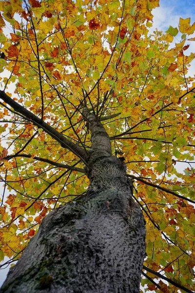 가을이 과같은 색깔의 나무를 심는다 — 스톡 사진
