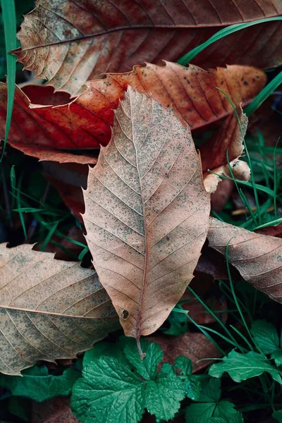 Καφέ Φύλλα Φθινοπωρινά Χρώματα Στη Φύση Την Εποχή Του Φθινοπώρου — Φωτογραφία Αρχείου