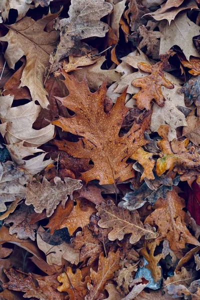 Feuille Brune Avec Des Couleurs Automne Dans Nature Saison Automne — Photo