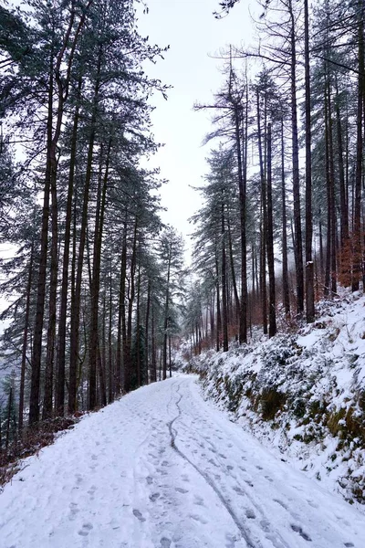 Dağlarda Kış Mevsiminde Karlı Ağaçlar Beyaz Soğuk Günler — Stok fotoğraf
