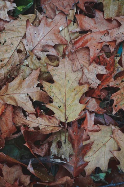 Braune Trockene Blätter Mit Herbstfarben Der Herbstsaison — Stockfoto