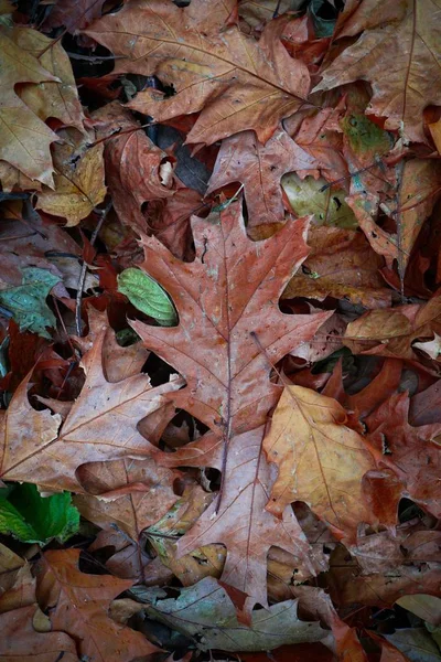 Folhas Secas Marrons Com Cores Outono Temporada Outono — Fotografia de Stock