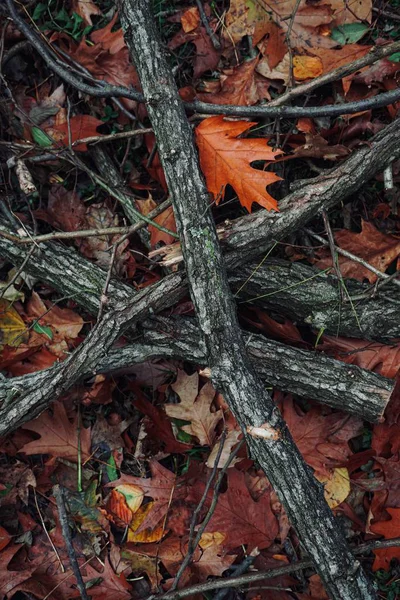 Kmeny Větve Listy Podzimními Barvami Přírodě Podzimní Sezóna — Stock fotografie