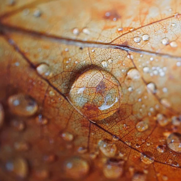 秋の紅葉や秋の紅葉に雨が降り — ストック写真