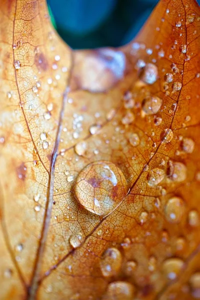 秋の紅葉や秋の紅葉に雨が降り — ストック写真