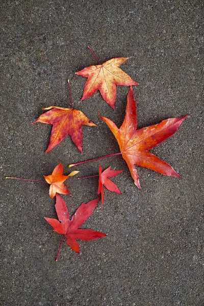 Rött Löv Med Höstfärger Naturen Höstsäsong — Stockfoto
