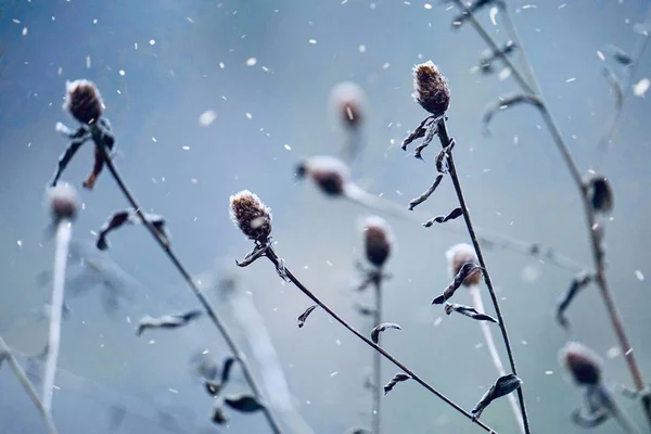 Neve Gelo Nas Plantas Inverno Dias Brancos Frios Temporada Inverno — Fotografia de Stock