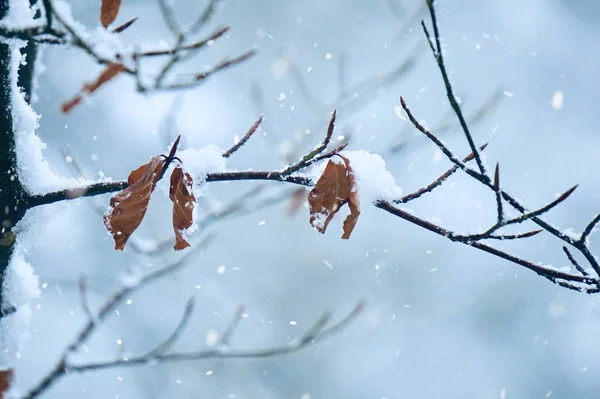 Neve Gelo Nas Plantas Inverno Dias Brancos Frios Temporada Inverno — Fotografia de Stock