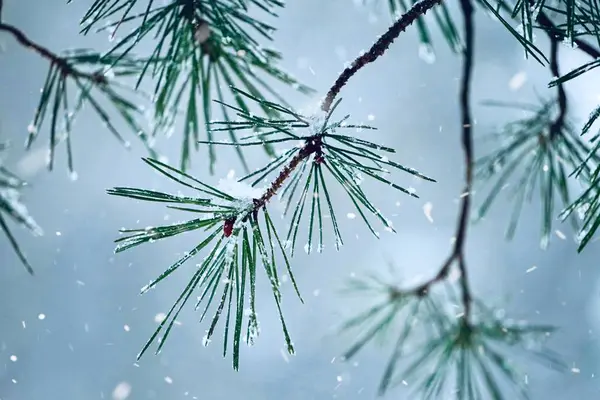 Kışın Bitkilerin Üzerinde Kar Buz Kış Mevsiminde Beyaz Soğuk Günler — Stok fotoğraf