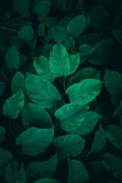 green plant leaves textured in the nature, green background