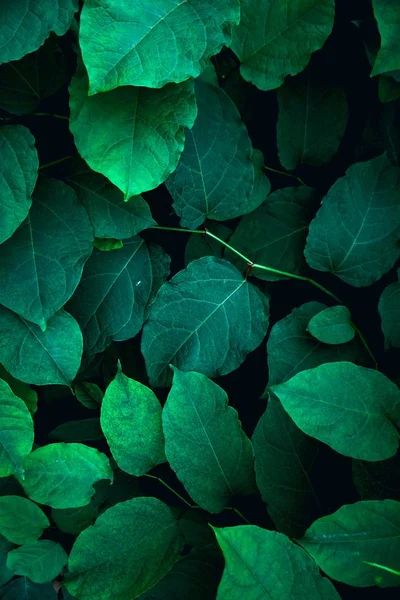 yeşil bitki yaprakları dokulu, yeşil arkaplan