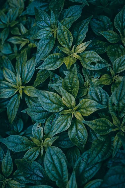 Зелене Листя Рослини Текстуровані Природі Зелений Фон — стокове фото