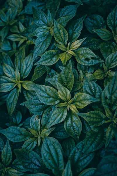 Green Plant Leaves Textured Nature Green Background — Stock Photo, Image