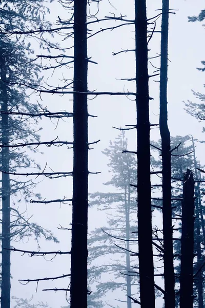 Snow Mountain Winter Season White Cold Days Bilbao Spain — Stock Photo, Image