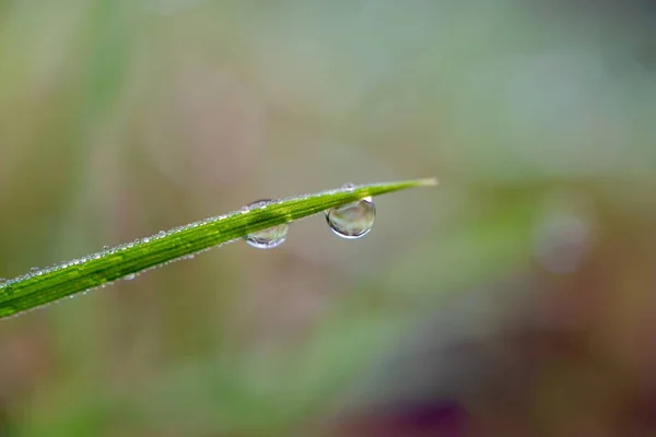 Regentropfen Auf Dem Grünen Gras Der Natur Regentage Herbst Grüner — Stockfoto