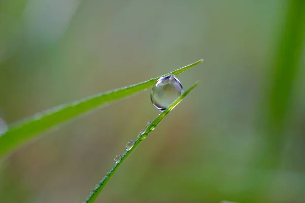 Gota Lluvia Sobre Hierba Verde Naturaleza Días Lluviosos Temporada Otoño —  Fotos de Stock