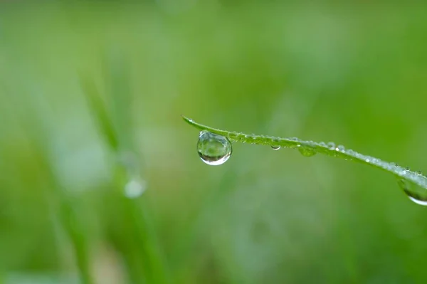 Raindrop Green Grass Nature Rainy Days Autumn Season Green Background — Stockfoto