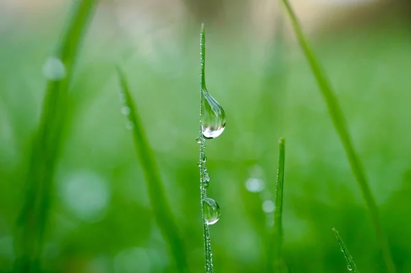 Goccia Pioggia Sull Erba Verde Nella Natura Giornate Piovose Nella — Foto Stock