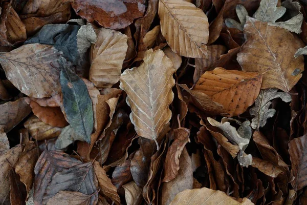 Ξηρά Και Καφέ Φύλλα Στο Έδαφος Την Εποχή Του Φθινοπώρου — Φωτογραφία Αρχείου