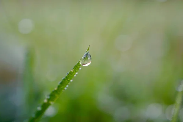 Esőcseppek Zöld Füvön Esős Napokon Téli Szezonban — Stock Fotó