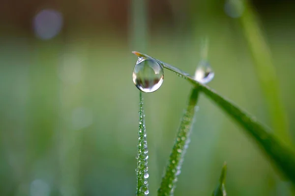 Gocce Pioggia Sull Erba Verde Nelle Giornate Piovose Stagione Invernale — Foto Stock