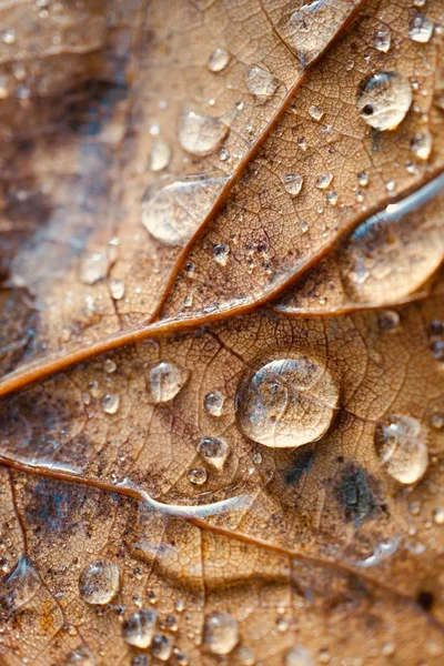 Folhas Secas Marrons Chão Temporada Inverno — Fotografia de Stock