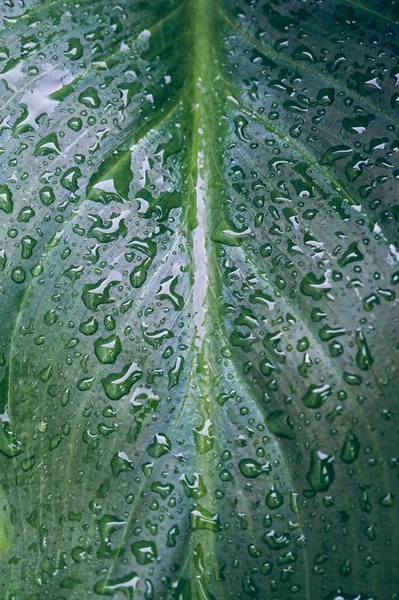 Gotas Chuva Nas Folhas Plantas Verdes Dias Chuvosos Temporada Inverno — Fotografia de Stock