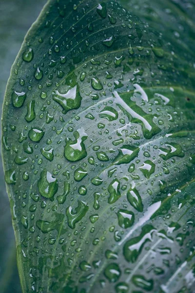 Gotas Chuva Nas Folhas Plantas Verdes Dias Chuvosos Temporada Inverno — Fotografia de Stock