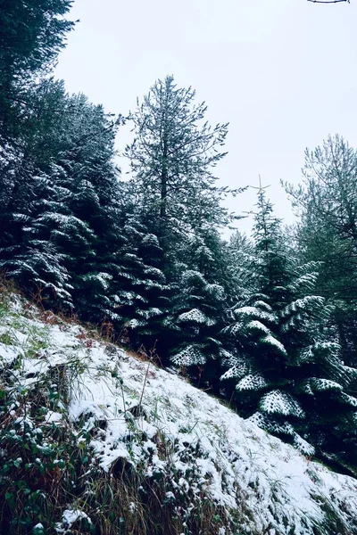 Kış Mevsiminde Dağdaki Ağaçlara Kar Yağar Bilbao Spanya — Stok fotoğraf