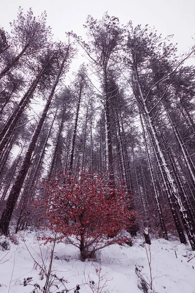 Kış Mevsiminde Dağdaki Ağaçlara Kar Yağar Bilbao Spanya — Stok fotoğraf