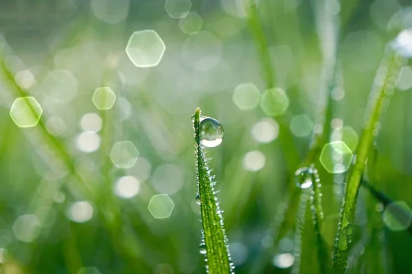 Gocce Pioggia Sull Erba Verde Nei Giorni Pioggia Sfondo Verde — Foto Stock