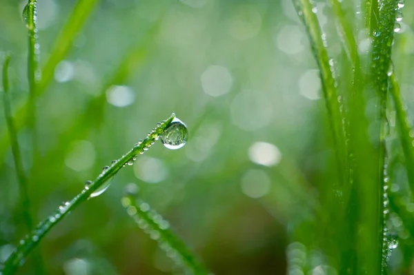 Krople Deszczu Zielonej Trawie Deszczowe Dni Zielone Jasne Tło — Zdjęcie stockowe