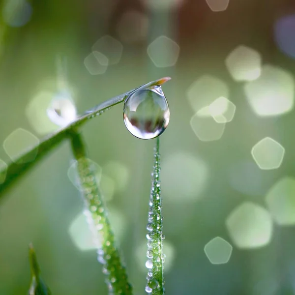 Regndroppar Det Gröna Gräset Regniga Dagar Grön Och Ljus Bakgrund — Stockfoto