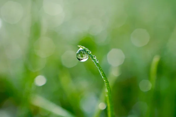 Regndroppar Det Gröna Gräset Regniga Dagar Grön Och Ljus Bakgrund — Stockfoto