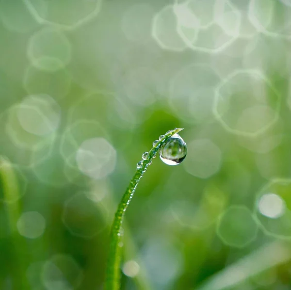 Gotas Chuva Grama Verde Dias Chuvosos Fundo Verde Brilhante — Fotografia de Stock