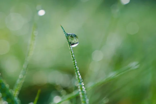 Regentropfen Auf Dem Grünen Gras Regentagen Grüner Und Heller Hintergrund — Stockfoto
