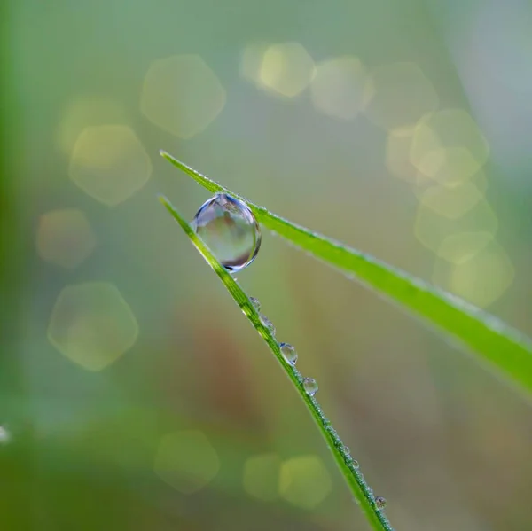 우기에는 초록빛 빗방울 — 스톡 사진