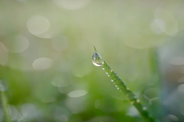 Raindrop Green Grass Rainy Days Winter Season — Stock Photo, Image