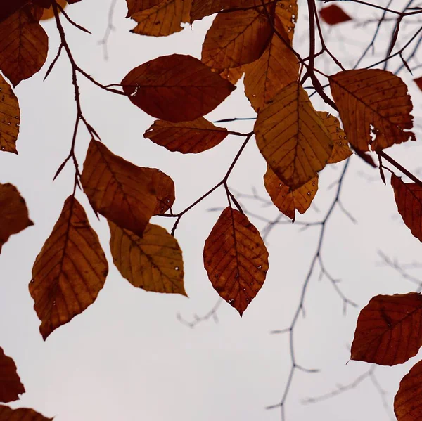 Árvore Folhas Marrons Natureza Temporada Inverno — Fotografia de Stock