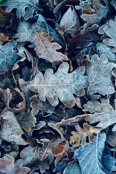 Folhas Marrons Congeladas Natureza Estação Inverno Dias Frios — Fotografia de Stock