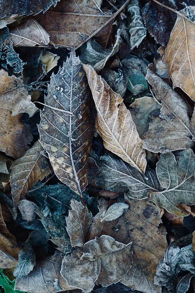Κατεψυγμένα Καφέ Φύλλα Στη Φύση Κατά Χειμερινή Περίοδο Κρύες Ημέρες — Φωτογραφία Αρχείου