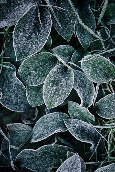 Zöld Növény Levelek Természetben Zöld Texturált Háttér — Stock Fotó