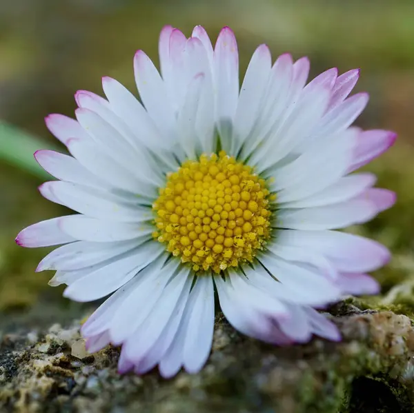 Pianta Fiori Margherita Giardino Nella Natura Petali Bianchi — Foto Stock