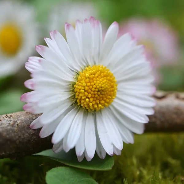 Gänseblümchen Garten Der Natur Weiße Blütenblätter — Stockfoto