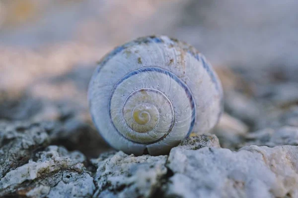 Caracol Blanco Naturaleza —  Fotos de Stock