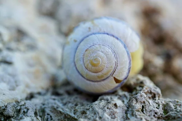 Caracol Branco Natureza — Fotografia de Stock